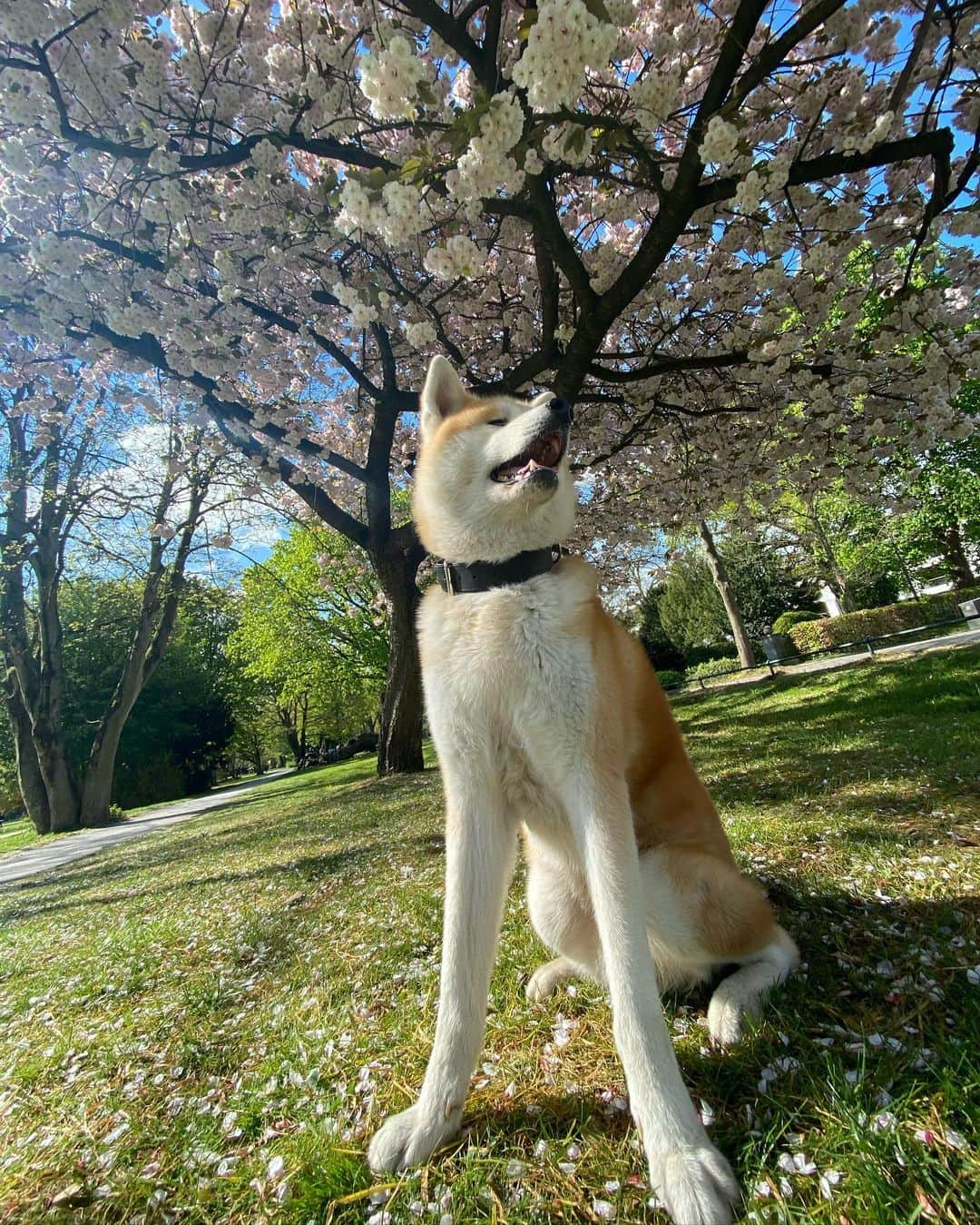 Mikkaのインスタグラム：「Cherry blossom season 🌸☀️🌸」