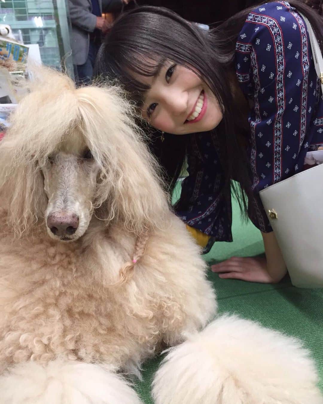 のインスタグラム：「・ 小顔メカクレワン✨🐶💖 3年前の写真📷 ・ ・  #犬  #犬バカ部 #dog #dogstagram #doglover #メカクレ#👀 #田﨑あさひ  #ブログ更新しました  #プロフィール欄からどうぞ」