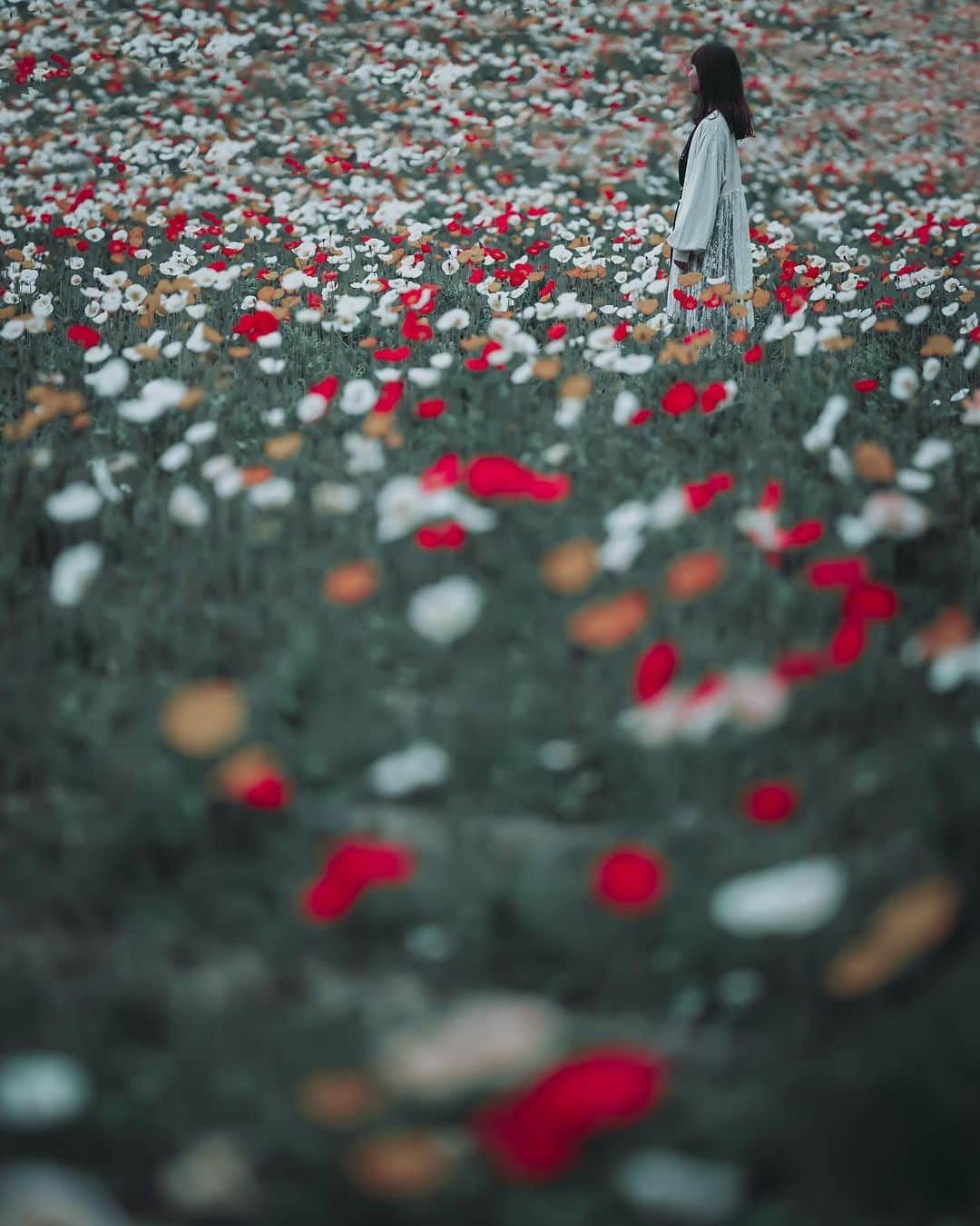 wacameraのインスタグラム：「I miss all the flowers. 家で楽しめることを考えながら過ごしていると、家庭菜園やガーデニングをしてみようかとか、普段作らないお菓子を作ってみようかとか、考えることは皆同じなようで、パンケーキミックスがなかったり、鉢植え売り場が混雑していたりとなかなか思い通りにいかないなぁ。 なのでスーパーに行くたびに切花コーナーでお花を見ています。基本的に仏花しか売ってないのだけどたまにひまわりとかもあってついつい切花を買っています。」