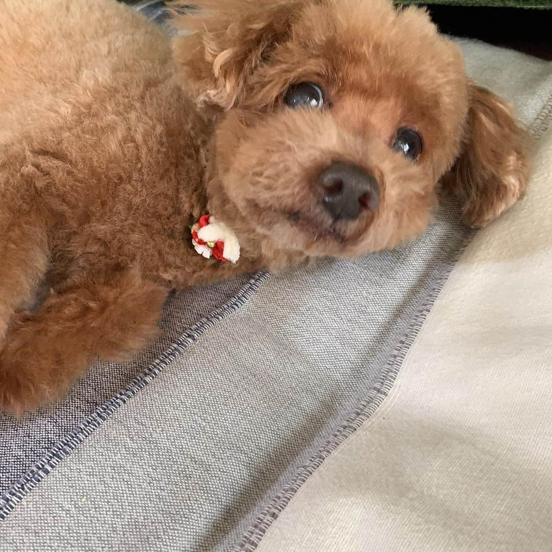 矢島舞美さんのインスタグラム写真 - (矢島舞美Instagram)「. #コロン #愛犬#イヌ#いぬ#わんちゃん#犬#わんこ」5月10日 16時53分 - maimiyajima_official_uf