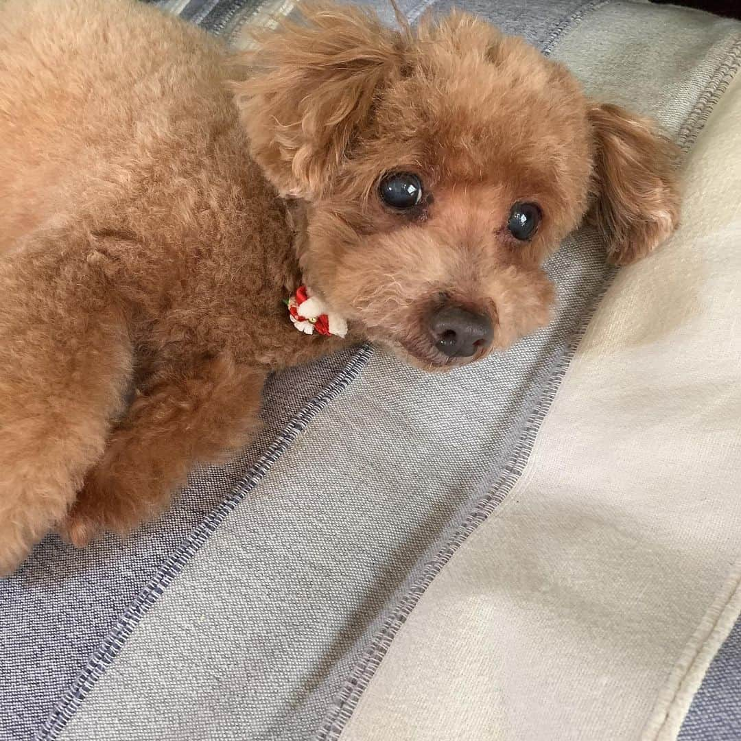 矢島舞美さんのインスタグラム写真 - (矢島舞美Instagram)「. #コロン #愛犬#イヌ#いぬ#わんちゃん#犬#わんこ」5月10日 16時53分 - maimiyajima_official_uf