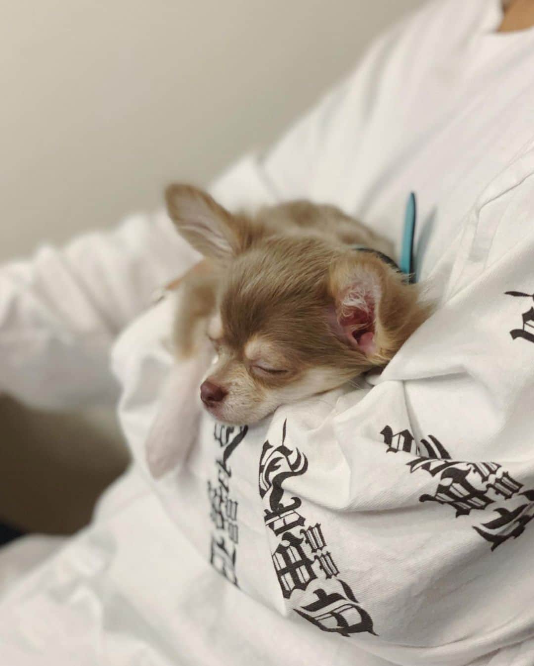 大志（DOWBL）さんのインスタグラム写真 - (大志（DOWBL）Instagram)「甘えんぼのポテちゃん  仕事してたら抱っこしてーって、寝ちゃった  美人すぎな  #チワワ #イザベラクリーム #女の子 #あまえんぼう犬」5月10日 15時53分 - taishi.s.n
