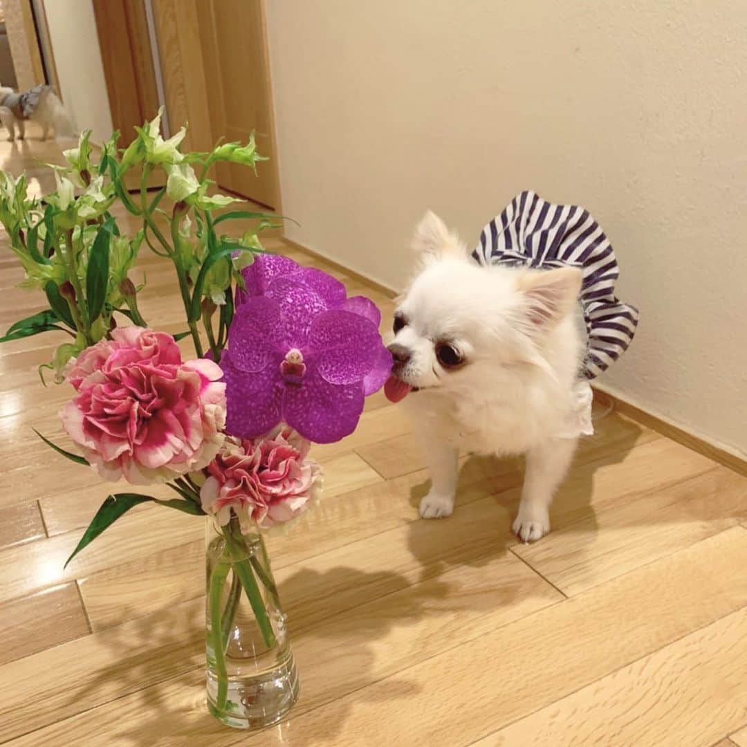 木原万莉子のインスタグラム：「HAPPY MOM's DAY 💐 🤍  #母の日#0510」