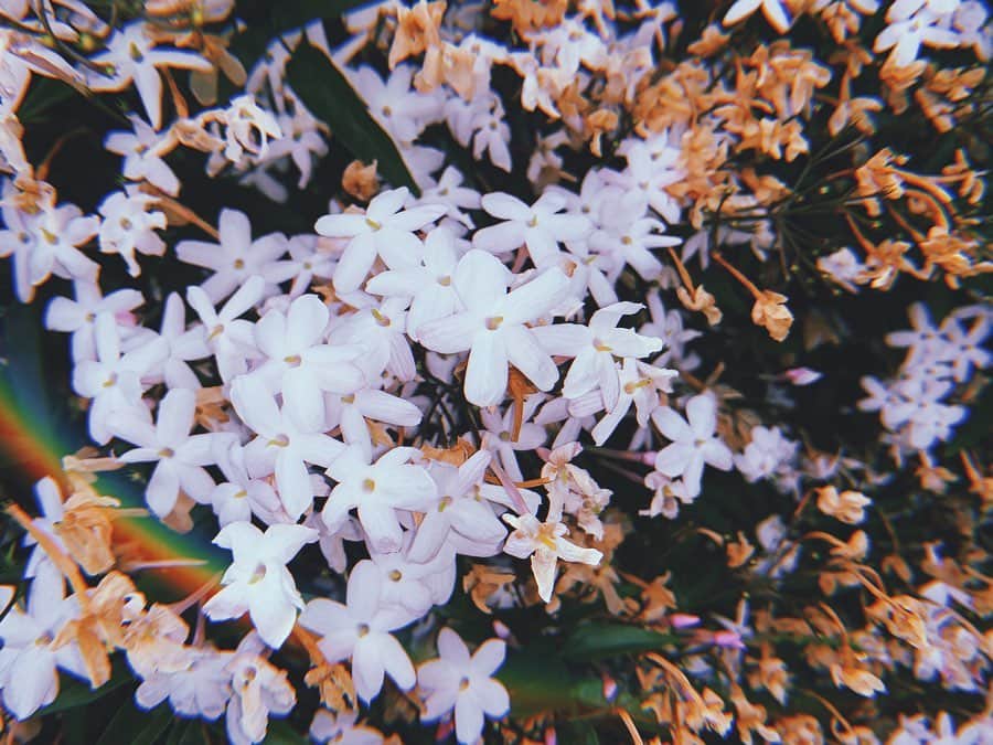 小嶋結里亜さんのインスタグラム写真 - (小嶋結里亜Instagram)「.﻿ .お散歩をしていて、ふと何気なく入った﻿ いつも通らない道に。私の好きな﻿ ハゴロモジャスミンのお花がありました。﻿ 一番好きな沈丁花同様、﻿ 優しく心地よい香りを放ち﻿ 小さい花を沢山咲かせる、可愛いお花です。♡。﻿ このお花はちょっとつよめな花言葉の中に﻿ ひとつだけ、﻿ ﻿ 『優しさを集めて』﻿ ﻿ という花言葉がありました。ステキ。﻿ ﻿ 花言葉と一緒に花束を贈ってもらう、とか﻿ 女の子は一度は憧れますよね、うん。﻿ いいなぁ、。❁ 笑﻿ ﻿ もちろん、『あなたっぽかったから』﻿ と贈られる花束もとてもすき。﻿ ﻿ ...﻿ ﻿ そんな今日は母の日ですね。5月10日。﻿ 『いつもありがとう、大好きです』﻿ こんな日じゃないと恥ずかしくて﻿ 言えないって方も、毎日言ってるよって方も。﻿ 今日はいつもの分も、いつもよりも。﻿ 目一杯、心と愛を込めて贈りましょ。﻿ ﻿ 大好きな。たった一人のお母さんへ。﻿ ﻿ わたしも、伝えます。﻿ ﻿ コンビニへ行ったら﻿ 風から一生懸命お母さんへの﻿ 花束を守りながら歩いている男の子がいました。﻿ ﻿ しあわせだ、お母さん。( *´ ` )﻿ ﻿ ♡﻿ ﻿ ﻿ ❁﻿ ﻿ ❁﻿ ﻿ #母の日 #お母さんありがとう #5月10日﻿ #花言葉 #おうち時間 #happymothersday」5月10日 16時13分 - hino_yuria127