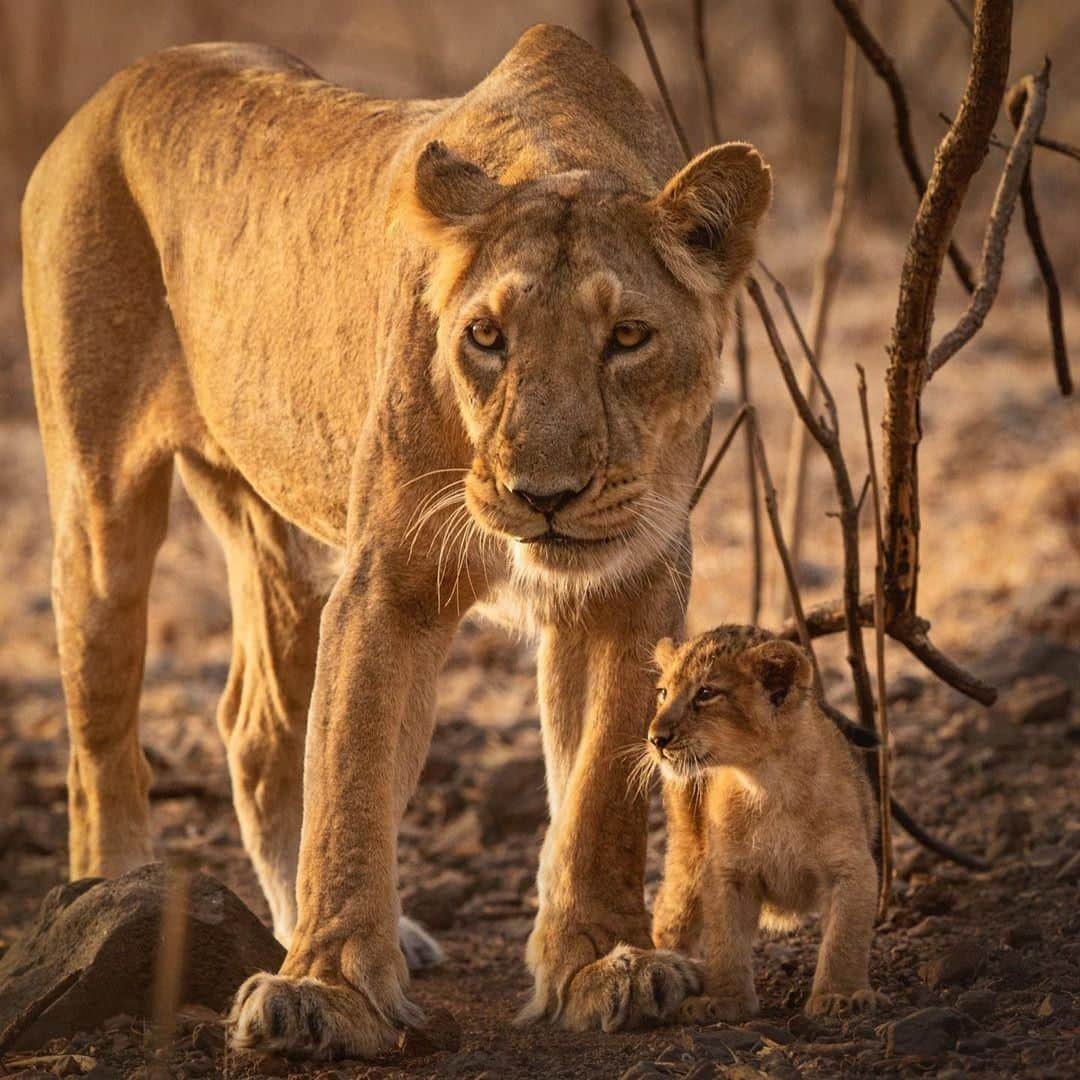 Canon Asiaのインスタグラム：「Wherever you are - mom will be near. This pair of Asiatic lions 🦁 - a mother and her 1-month old cub - stayed side by side as the cub played and explored its surroundings. For those celebrating Mother’s Day today, we hope that you’re spending quality time with mom and your loved ones ♥️ ⁣. ⁣📷 Image by @tapansheth shot using Canon EOS-1D X Mark II | EF500mm f/4L IS II USM | f/7.1 | ISO 2000 | 1/640s | 500mm ⁣. ⁣Want your photos to be featured too? Tag them with #canonasia or submit them on My Canon Story, link in bio! ⁣. ⁣#photography #explore #wildlife #nature #lions #inspiration #naturephotography #wildlifephotography #animals #eos1dxmkii」