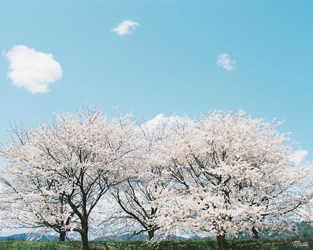 Masaさんのインスタグラム写真 - (MasaInstagram)「. . . このシャッター切ったとき、ミラーが外れたんですよね💦 FM2のラストショット📸 . 撮影日 : 2020年4月5日 . #まさ35 #ヤマプリ #35mm #nikonfm2 #igersjp #tokyocameraclub #film_com #art_of_japan_ #photogenic_jp #film_jp #film #フィルム #filmcamera #filmphotography #photogram_archive #todays_blue_collection #pof_ig #hibi_jp #滋賀 #shiga #桜 #Cherryblossom #lomo400」5月10日 8時06分 - masa_nikonist