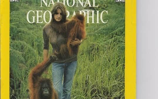 OFI Australiaさんのインスタグラム写真 - (OFI AustraliaInstagram)「Happy birthday Dr Birute Mary Galdikas! In honour of Dr. Galdikas' birthday and Mother's Day today, we are sharing the story of orangutan female Akmad .... Akmad was the first female orangutan Dr. Galdikas rescued from captivity and returned to the forest in Camp Leakey in the early 1970s. Unlike some other orangutans who disappeared into the jungle at the first opportunity, Akmad was different. She formed a maternal-like bond with Dr. Galdikas and became her first adopted orangutan "daughter". Akmad was at least 7 to 8 years old when she came to Dr. Galdikas. Over the years, Akmad continued to visit Dr. Galdikas at Camp Leakey and has not only had multiple offspring but also at least several grand offspring. Their friendship would end up lasting nearly five decades. In the early years of orangutan research, Akmad demonstrated to Dr. Galdikas just how individual these great apes could be.」5月10日 8時27分 - ofi_australia