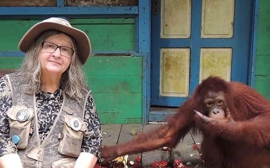 OFI Australiaさんのインスタグラム写真 - (OFI AustraliaInstagram)「Happy birthday Dr Birute Mary Galdikas! In honour of Dr. Galdikas' birthday and Mother's Day today, we are sharing the story of orangutan female Akmad .... Akmad was the first female orangutan Dr. Galdikas rescued from captivity and returned to the forest in Camp Leakey in the early 1970s. Unlike some other orangutans who disappeared into the jungle at the first opportunity, Akmad was different. She formed a maternal-like bond with Dr. Galdikas and became her first adopted orangutan "daughter". Akmad was at least 7 to 8 years old when she came to Dr. Galdikas. Over the years, Akmad continued to visit Dr. Galdikas at Camp Leakey and has not only had multiple offspring but also at least several grand offspring. Their friendship would end up lasting nearly five decades. In the early years of orangutan research, Akmad demonstrated to Dr. Galdikas just how individual these great apes could be.」5月10日 8時27分 - ofi_australia