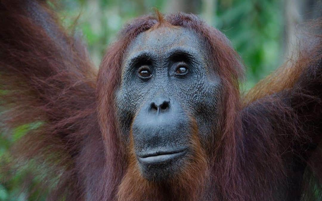 OFI Australiaさんのインスタグラム写真 - (OFI AustraliaInstagram)「Happy birthday Dr Birute Mary Galdikas! In honour of Dr. Galdikas' birthday and Mother's Day today, we are sharing the story of orangutan female Akmad .... Akmad was the first female orangutan Dr. Galdikas rescued from captivity and returned to the forest in Camp Leakey in the early 1970s. Unlike some other orangutans who disappeared into the jungle at the first opportunity, Akmad was different. She formed a maternal-like bond with Dr. Galdikas and became her first adopted orangutan "daughter". Akmad was at least 7 to 8 years old when she came to Dr. Galdikas. Over the years, Akmad continued to visit Dr. Galdikas at Camp Leakey and has not only had multiple offspring but also at least several grand offspring. Their friendship would end up lasting nearly five decades. In the early years of orangutan research, Akmad demonstrated to Dr. Galdikas just how individual these great apes could be.」5月10日 8時27分 - ofi_australia