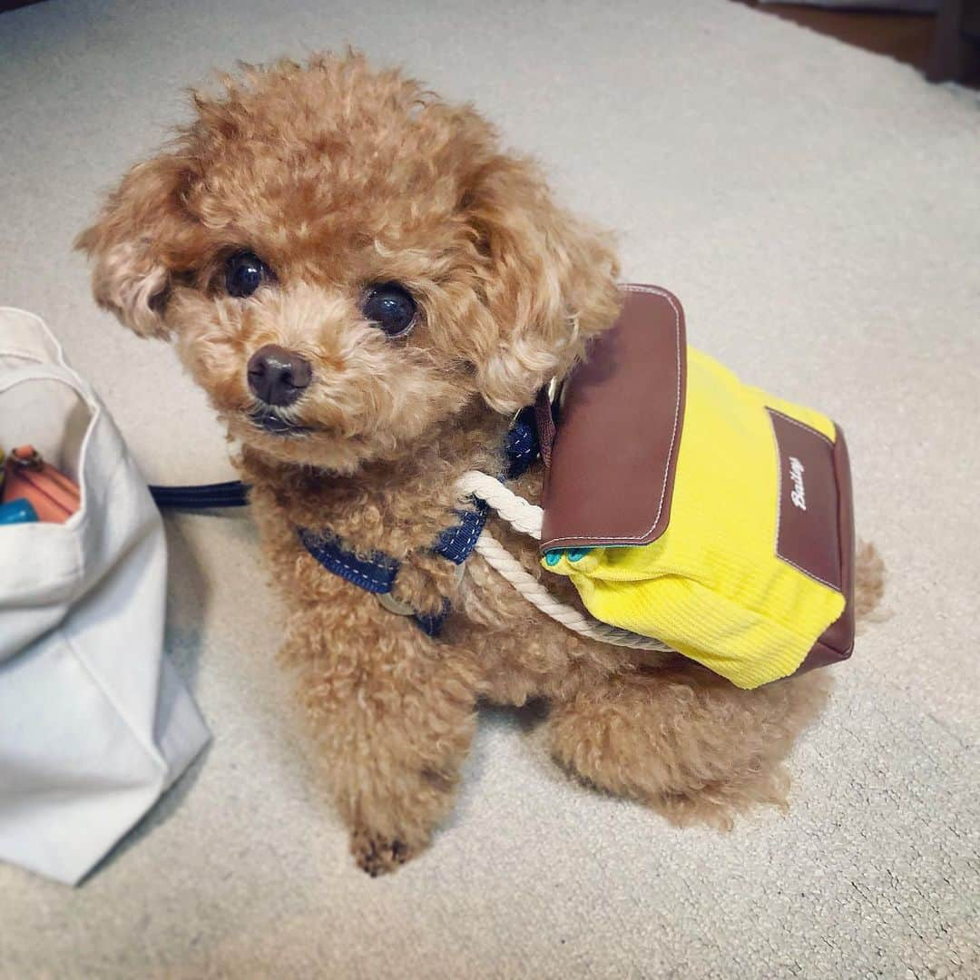 ふわさんのインスタグラム写真 - (ふわInstagram)「#toypoodle#toypoodlegram#dogsofinstagram#doglife#doglover#instadog#dog#fuwamama#ふわもこのふわ#ふわ#といぷーどる#トイプードル#ふわもこ部#犬バカ部#親バカ部#犬のいる暮らし#いぬすたぐらむ#ドギボ#doggybox#荷物は自分で持つの？」5月10日 8時35分 - huwayama