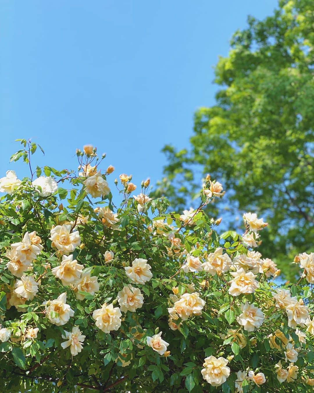 eiko kagamiさんのインスタグラム写真 - (eiko kagamiInstagram)「🌼☀️🌿🌍💙 . . . . . #goodmorning  #haveaniceday  #flower#sky #お散歩 #見上げた景色が最高」5月10日 10時19分 - eikooo7