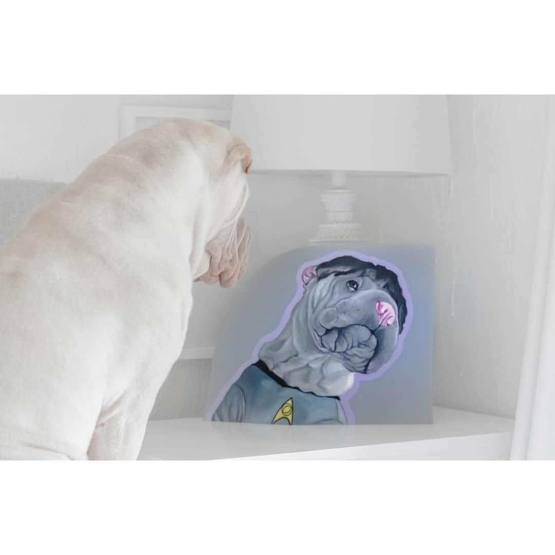 annie&pADdinGtoNさんのインスタグラム写真 - (annie&pADdinGtoNInstagram)「Admiring fine art 🖖🏻 thank you so much @hbautistabautista for this amazing painting of Lambington 🤍 #popart #love #artappreciation #painting #lambington #sharpei #sharpeisofinstagram #wrinkles #spock #instagood #weeklyfluff #dog #dogs #dogsofinstagram #iloveyoutothemoonandback」5月10日 10時23分 - anniepaddington