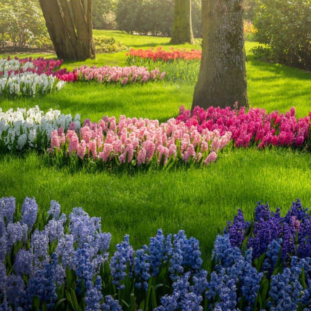 レイチェルロイさんのインスタグラム写真 - (レイチェルロイInstagram)「Keukenhof, the most beautiful tulip garden in the world 🌷As a half Dutch woman I am very proud of our flowers, great admirer & avid collector🌹❣️ Photos by landscape photographer Albert Dros 📷」5月10日 10時36分 - rachel_roy
