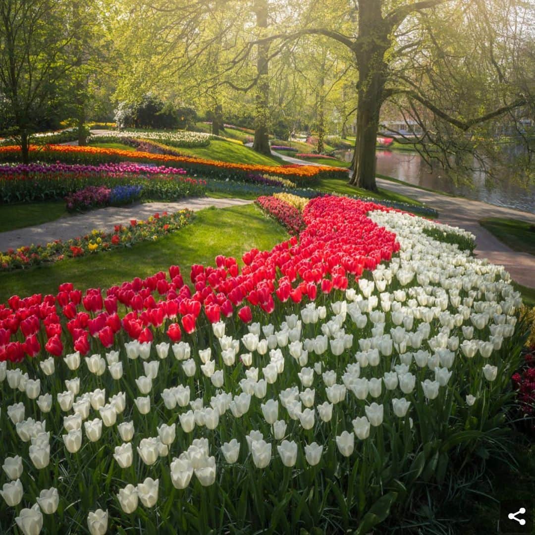 レイチェルロイさんのインスタグラム写真 - (レイチェルロイInstagram)「Keukenhof, the most beautiful tulip garden in the world 🌷As a half Dutch woman I am very proud of our flowers, great admirer & avid collector🌹❣️ Photos by landscape photographer Albert Dros 📷」5月10日 10時36分 - rachel_roy