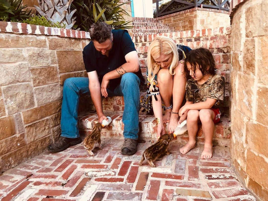 グウェン・ステファニーさんのインスタグラム写真 - (グウェン・ステファニーInstagram)「🐽💖 @blakeshelton #babies」5月10日 10時36分 - gwenstefani