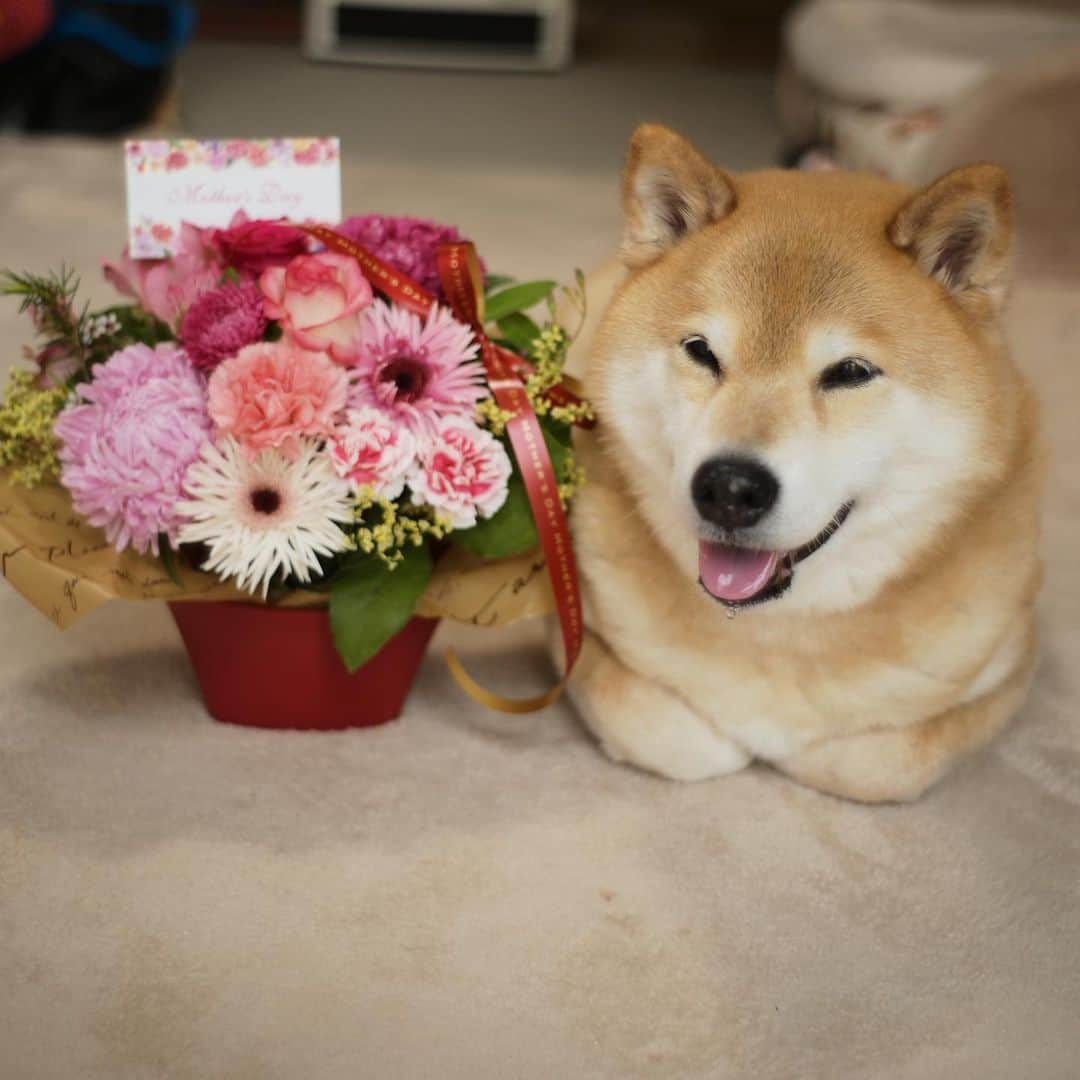 まる（まるたろう）さんのインスタグラム写真 - (まる（まるたろう）Instagram)「Happy Mother’s Day! Thank you for always being there for me! Mom!✨🐶💐✨拝啓　母上様　まるはこんなに大きくなりました #いろんな意味で #ママいつもありがとう #まるが選んだんだよ #パパは赤がいいって言ってたけど #母の日」5月10日 11時01分 - marutaro