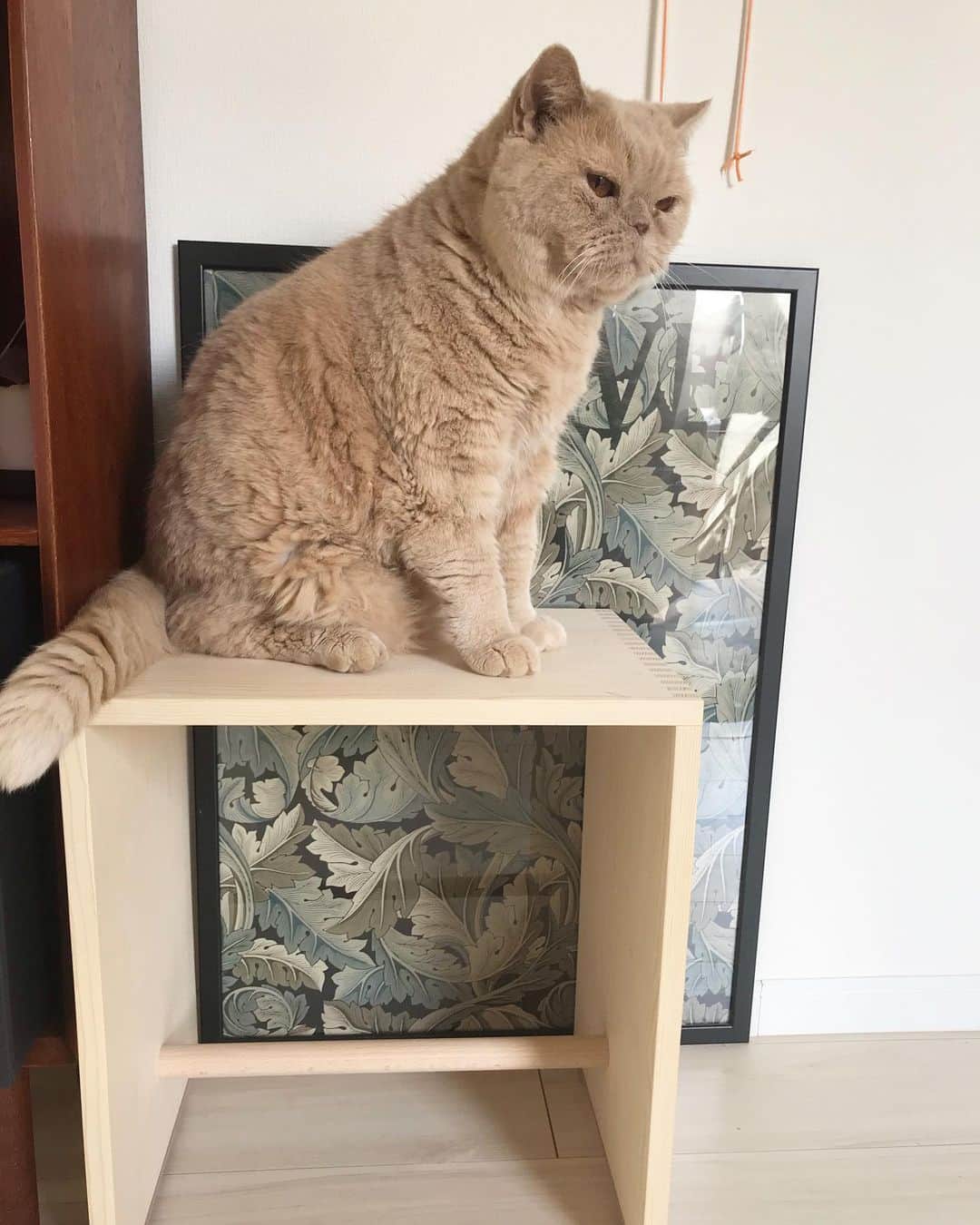 濱中鮎子のインスタグラム：「置き物なりすまし。  #cat #ネコ #小心者の親分 #チャイ坊 #チャイ #chai #britishshorthair #ブリティッシュショートヘア #クラッシュフェイス #ぶチャイく #愛の交歓」