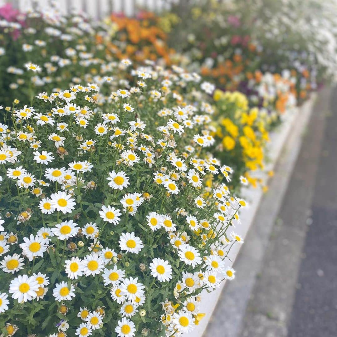 川島海荷さんのインスタグラム写真 - (川島海荷Instagram)「お散歩をしていたら、色鮮やかなお花が🌼すこし気分が明るくなりました。  今日は母の日。こういう時期だからこそ、家族との繋がりを大事に、家の中で楽しんだり、リモートで連絡をとってみたり…お花を贈ってみたりするのはいかがでしょうか？💐」5月10日 11時10分 - umika_kawashima
