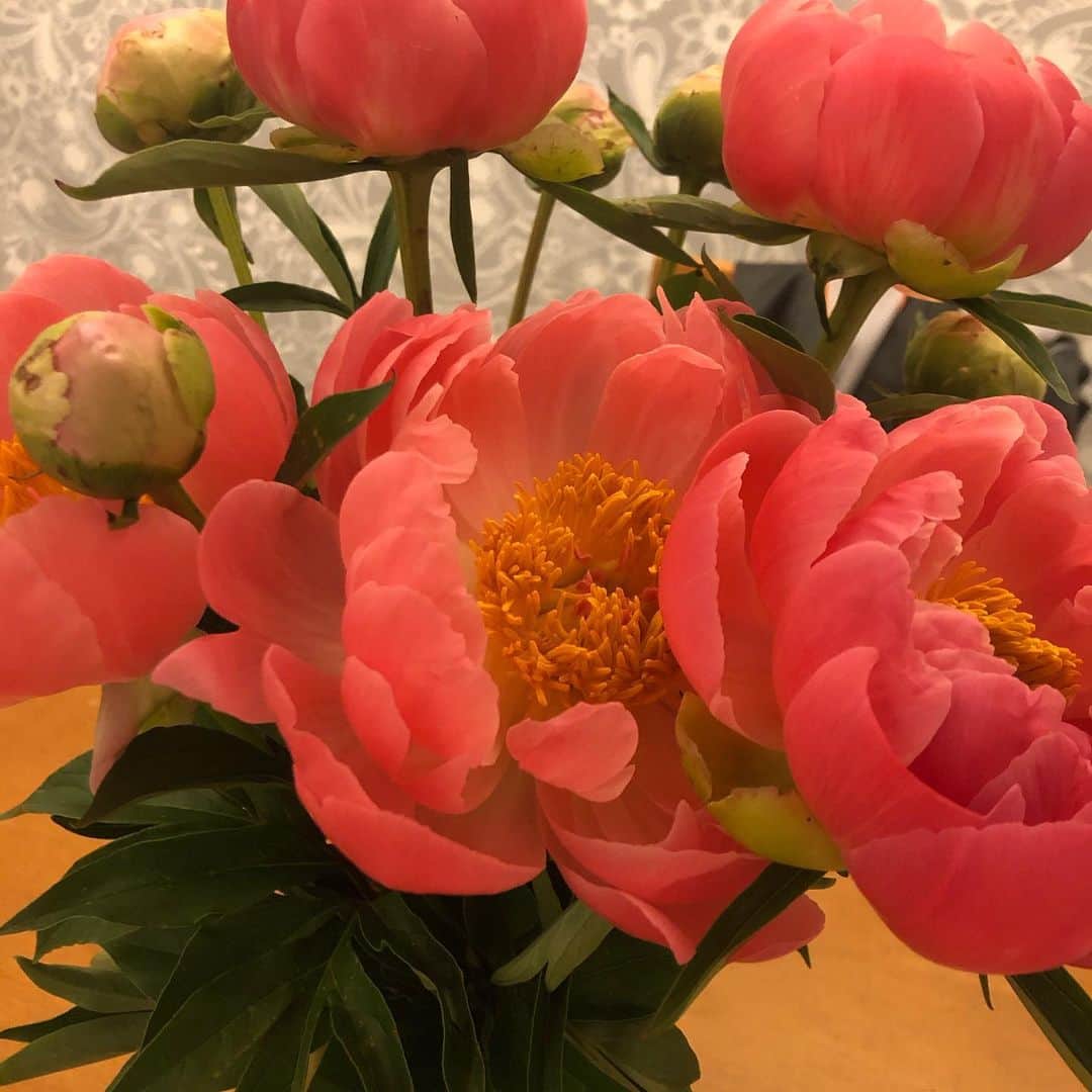 いとうせいこうのインスタグラム：「大きめの芍薬が都内の花屋に出始めた。季節感。ああ芍薬！！」
