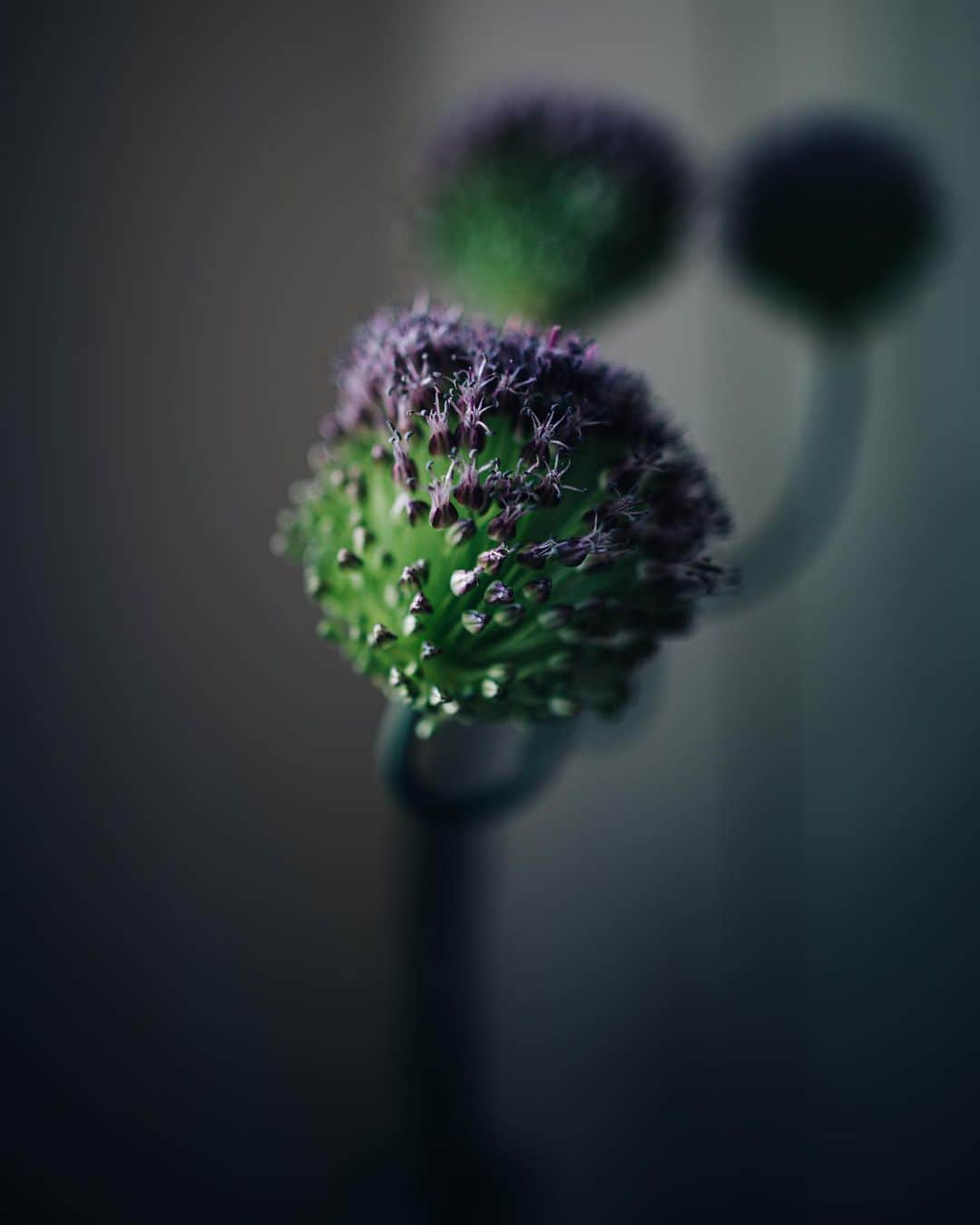 林響太朗さんのインスタグラム写真 - (林響太朗Instagram)「#flowers #green #canon #1dxmarkiii #stayhome」5月10日 12時02分 - kyotaro_photo