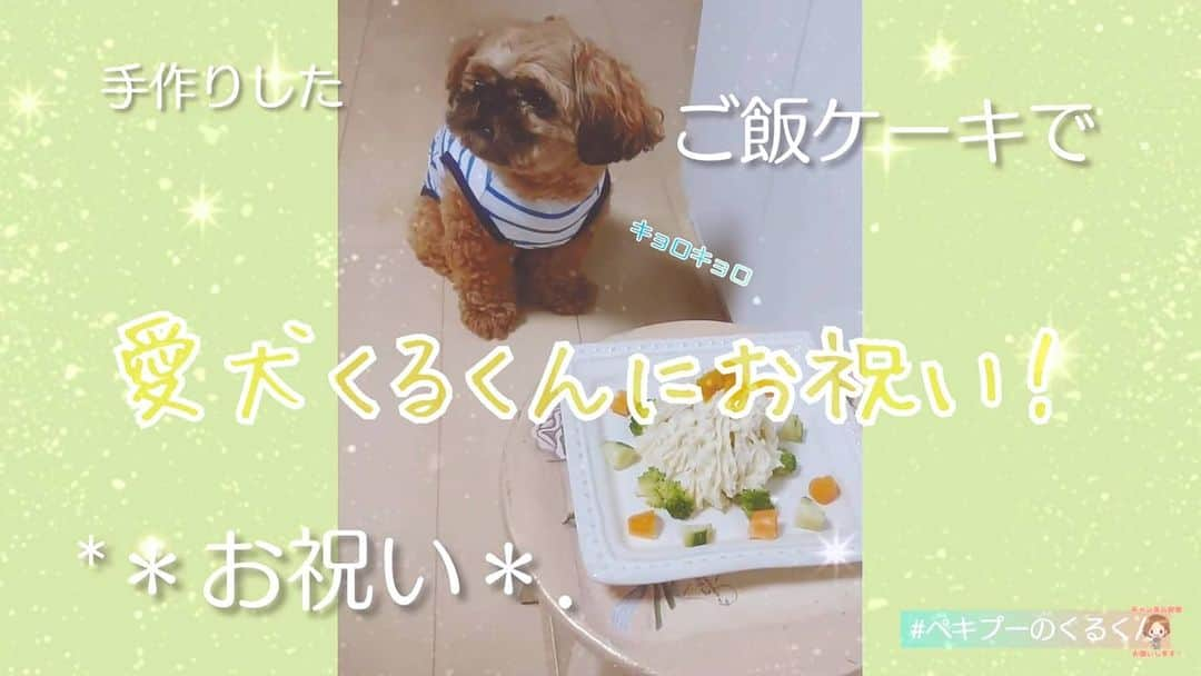 巴山萌菜さんのインスタグラム写真 - (巴山萌菜Instagram)「🔔New動画シリーズ🔔  愛犬くるくん 2才の誕生日にお祝い🎉 https://youtu.be/qcMvBdRtzW8 手作りご飯ケーキの反応は..？😏 #ペキプーのくるくん #ペキプー #ペキニーズ #トイプードル #愛犬 #ミックス犬 #犬 #mylovedog #dogsofinstagram #挑戦  #巴山萌菜 #monatomoyama #シンガー #singer #歌手 #歌い手 #ポップス #アニソン #animesong  #歌ってみた #youtube #YouTubelive #配信 #もな生 #もなもな会 #もなまる #JPOP」5月10日 12時06分 - mona_tomoyama