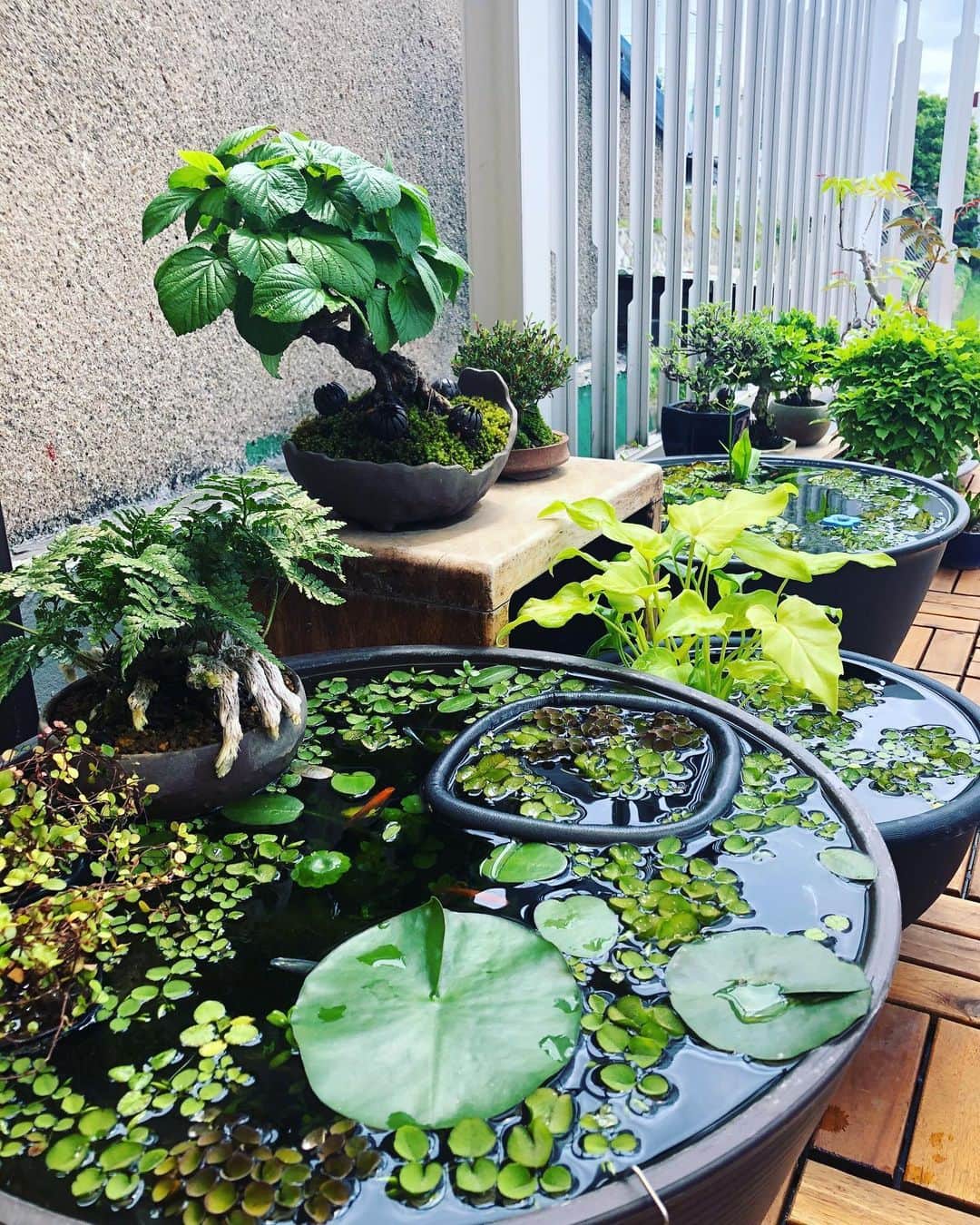 金成公信のインスタグラム：「いつか森に住むんだぁ。必ず。#盆栽 #bonsai #bonsaijapan #japanesebonsai #wabisabi #bonsailovers #bonsailife #bonsaitree #bonsaiart #bonsaigram #bonsaiworld #plants #tree #greenlife #greenlifestyle #苔 #moss #睡蓮 #睡蓮鉢 #ビオトープ #biotope #メダカ」