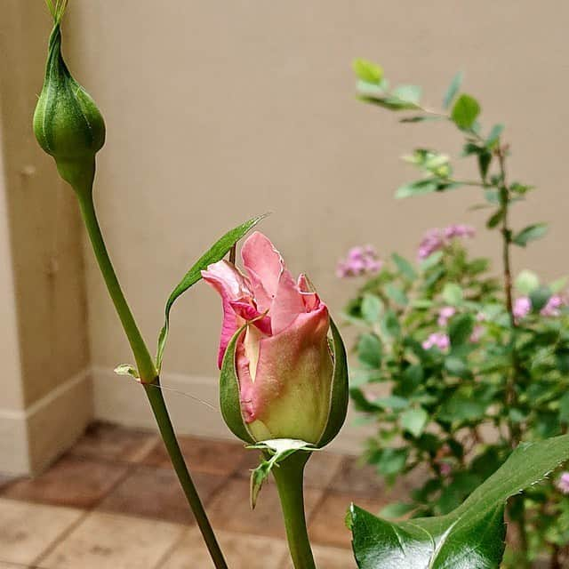 大地真央さんのインスタグラム写真 - (大地真央Instagram)「今日の 🌹DAICHIMAO🌹は こんなに立派です❣️ 新たな蕾も追いかけて咲いてきましたー🌹 毎日楽しみ❣️ #DAICHIMAO🌹  #薔薇 🌹 #ピンク 🌹 #四季咲き  #テラス 🍀🍃🌿🌱☘️ #イタミローズガーデン 🌹#寺西菊雄 さん #家に居よう#自粛#自粛の過ごし方#笑おう #有意義な時間 #大地真央  #MAODAICHI」5月10日 12時59分 - daichimao_official