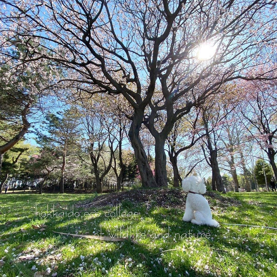 hokkaidoecoさんのインスタグラム写真 - (hokkaidoecoInstagram)「春ですね🌸Part2  #北海道エコ #動物 #専門学校 #トイプードル #ゆきお #野田 #雪男 #いぬすたぐらむ #ふわもこ部 #春 #桜 #桜を眺める #風の #ゆきお #天気よし」5月10日 12時54分 - hokkaidoeco