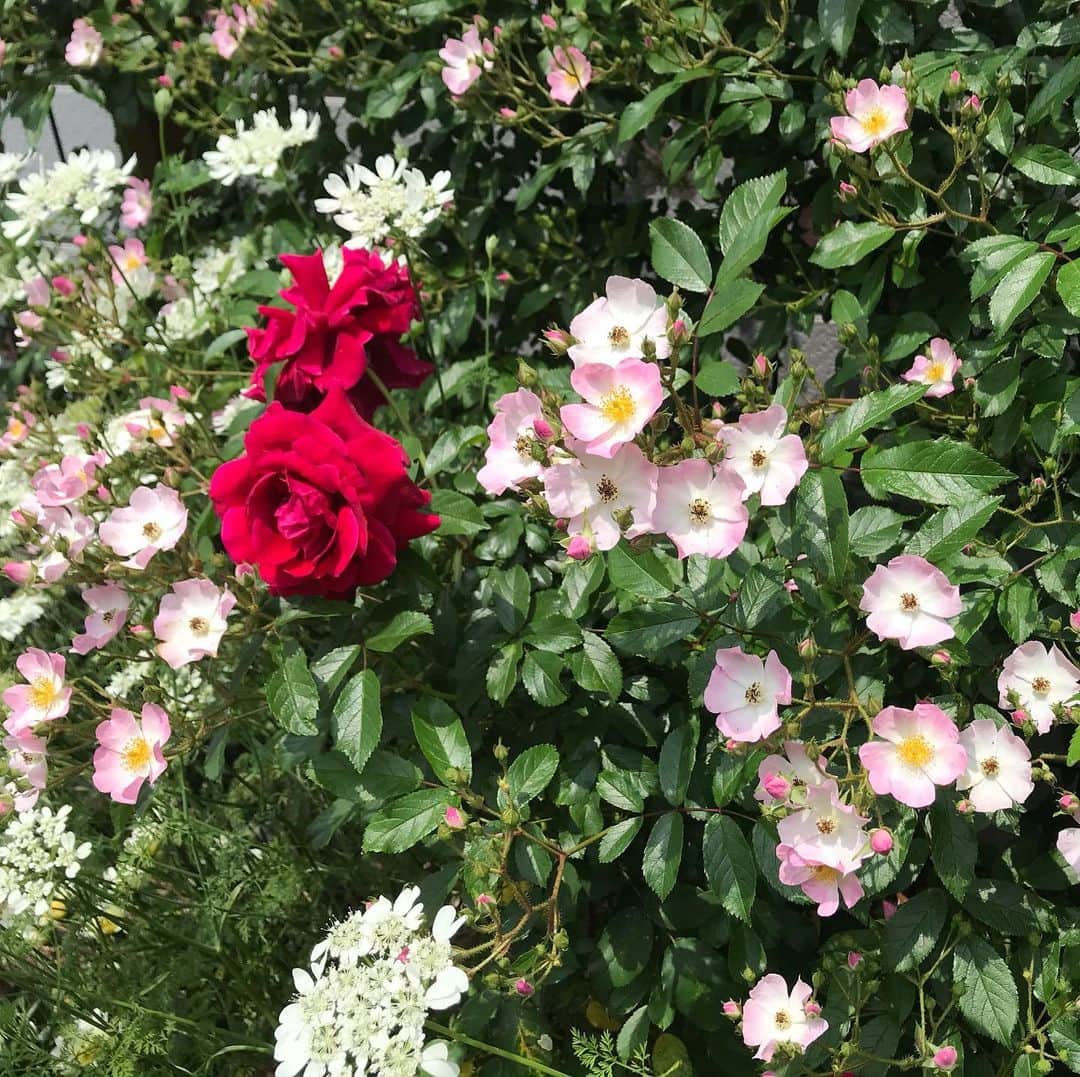 小笠原正典さんのインスタグラム写真 - (小笠原正典Instagram)「見て見て、うちの子！ 親バカ。(^^) 5月10日のうちのバラたち。 #rose #myrosegarden」5月10日 13時01分 - masanori.ogasahara