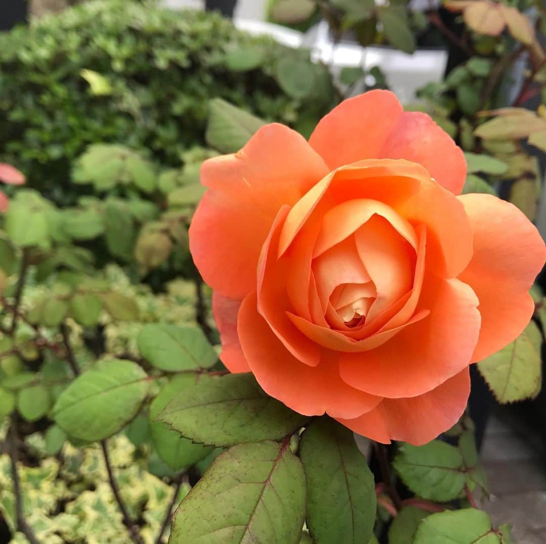小笠原正典さんのインスタグラム写真 - (小笠原正典Instagram)「見て見て、うちの子！ 親バカ。(^^) 5月10日のうちのバラたち。 #rose #myrosegarden」5月10日 13時01分 - masanori.ogasahara