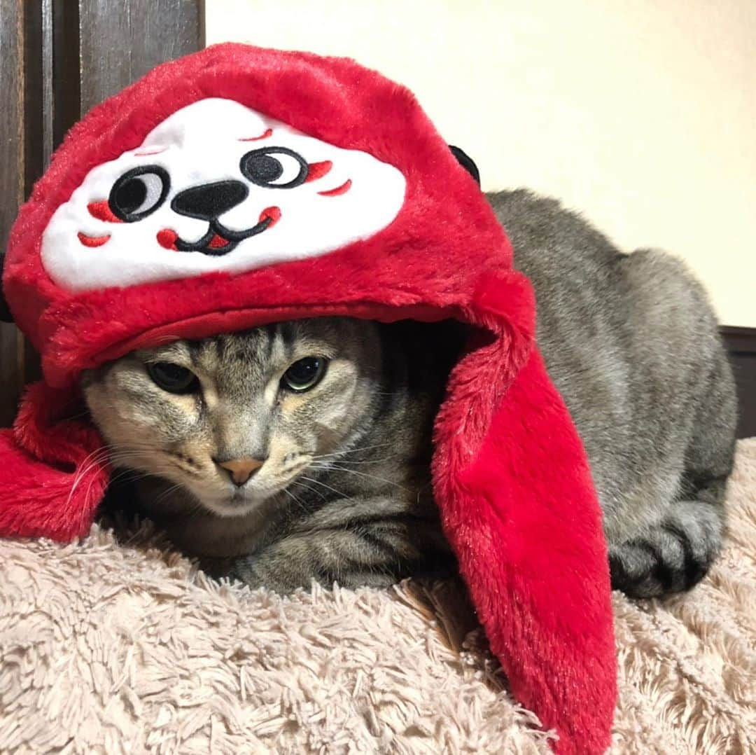 福岡堅樹さんのインスタグラム写真 - (福岡堅樹Instagram)「久々の投稿🐈 るーくんwithレンジー」5月10日 13時02分 - kenki11