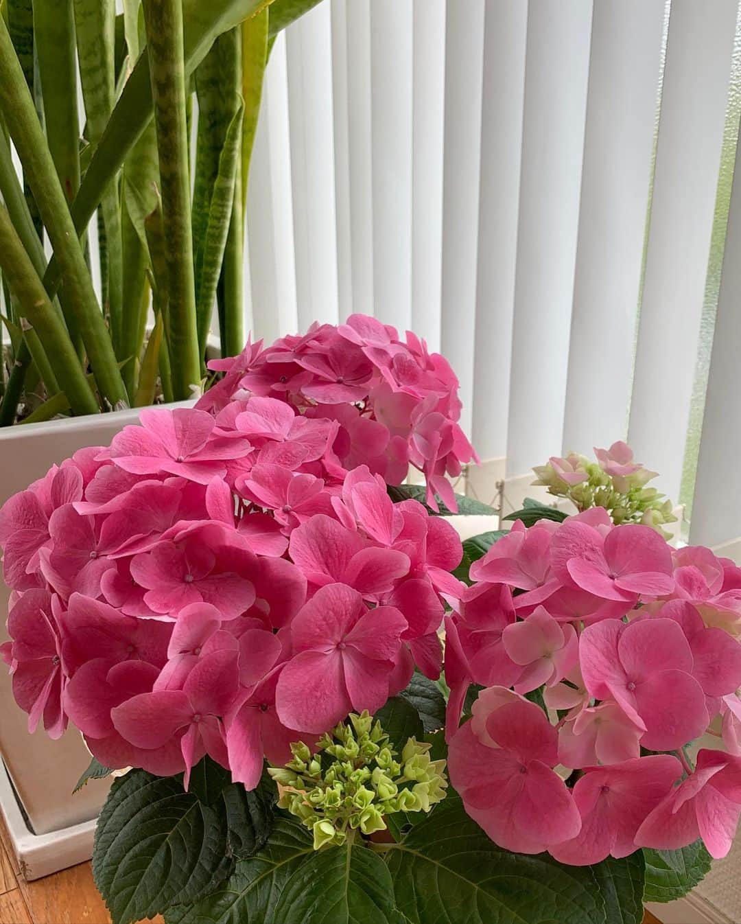 駒田奈美さんのインスタグラム写真 - (駒田奈美Instagram)「・ ・ ・ ・『HAPPY MOTHER'S DAY』 ・ 母の日ですね ・ 日頃の感謝の気持ちを込めて 両家の母に紫陽花を贈ります♡ ・ ・ カーネーションを贈ってたけど 昨年から紫陽花に♪ ・ お庭に植え付けして楽しんでいる様なので 今年も紫陽花にしました ・ ・ 私の母にはピンク 義理の母にはブルーの紫陽花にしました^ ^ ・ ・ ・ 良い母の日をお過ごしください ・ ・ ・ #駒田奈美#オスカープロモーション#モデル#アラフィフ#母の日#mothersday #カーネーション#あじさい#花#贈り物 #プレゼント#植え付け#お庭#ピンク#ブルー#感謝#感謝の気持ちを込めて」5月10日 13時04分 - nami.komada