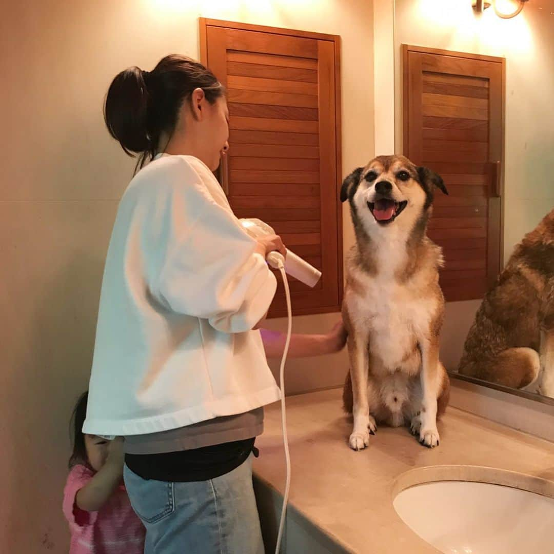 澤田泉美さんのインスタグラム写真 - (澤田泉美Instagram)「サクモンお風呂DAY🐶🐶🛁 すっきりして気持ちよさそう‼️ ２匹とも笑ってるね〜☺️ 乾かす時は、高いところに上げると楽ちんだよ💕  骨盤ベルトがチラ見えしてた🙈笑  #トレーナー#GU #QUEEN#T#GU #pants#uniqlo #楽ちん#スタイル #保護犬 #サクモンピーとの生活 #👦👧👶🐶🐶🐱」5月10日 13時43分 - izumi.sawada