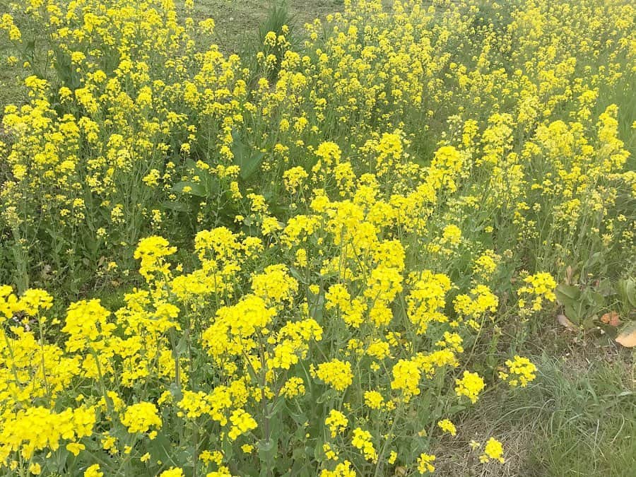 ときさんのインスタグラム写真 - (ときInstagram)「四方八方に#菜の花 🌼  大好きな黄色💛に囲まれるとパワーを貰える💪💨 また一面に広がる菜の花畑に行けるまでは、ランニングで見れる景色で我慢我慢😌 ・ ・ ・ #朝ラン #ランニング #朝活 #春を感じる瞬間 #菜の花畑 #きいろ #💛」5月10日 13時44分 - toki_ringomusume