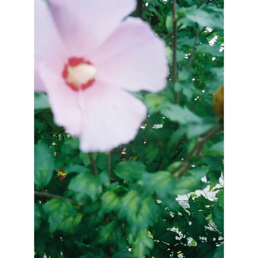 藤井武美のインスタグラム：「Happy Mother's Day  今年はギフトを贈りました。 お母さんいつもありがとう！  現状、会いに行くことは難しいけど 一言でいいから ちゃんと伝えようね 電話、メール 気持ちを込めて伝えれば大丈夫 🌸🌸🌸」