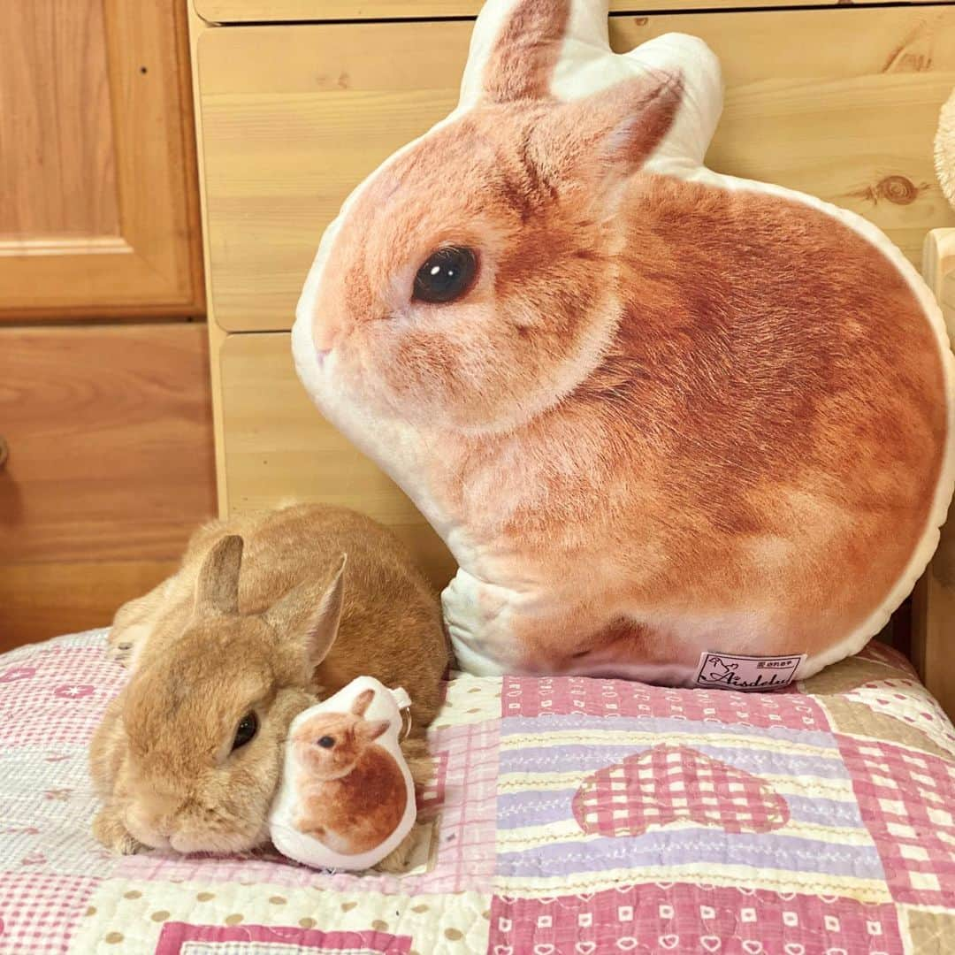 ラン?さんのインスタグラム写真 - (ラン?Instagram)「アレ？ ランが3ぴょん🐰🐰🐰 大中小！！！ Aisdelu様(@aisdelu.japan) から届きました( ^-^ ) クッションとキーホルダー♡ これはリアルで間違えそう( *´꒳`* ) 大きさ違うけど、パッと見、アレ？って思っちゃう(笑) ☆ 10％OFFのクーポンコード【ig10off】 ☆ うたっちバージョンも欲しくなるわ～(∩^ω^∩) ☆  #Aisdelu #aisdeluクッション #うちのこクッション #思い出クッション #オリジナルクッション #ペットクッション  #うさぎ #ネザーランドドワーフ #rabbit #bunny #bunnystagram  #rabbitstagram  #cute  #かわいい #ふわもこ部  #もふもふ  #zip写真部  #アニマル写真部 #instagramjapan #netherlanddwarf #うさぎと暮らす  #うさぎのいる暮らし #癒し #kawaii #ランちゃん  2020.05.10」5月10日 14時18分 - mofumofuusako