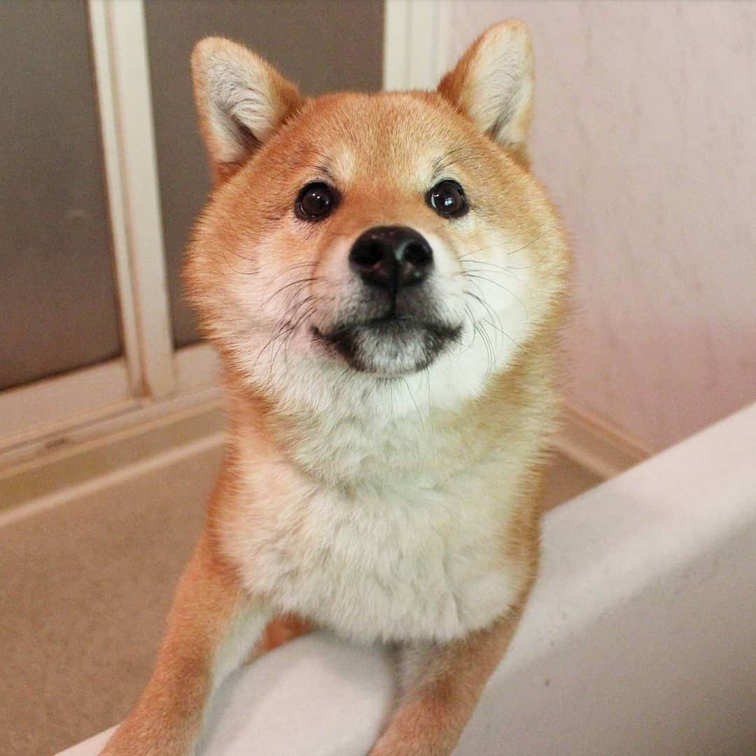 柴犬たま Shibainu Tamaさんのインスタグラム写真 - (柴犬たま Shibainu TamaInstagram)「﻿ 勇気と体力を振りしぼってトロのシャンプー🚿﻿ ﻿ 濡れても濡れても形状記憶かってくらい変わらない ひし形😂😂ひし形レベルはミケママ以上の逸材(笑)﻿ ﻿ Caption trans🇬🇧﻿ I washed them, next is Toro 🚿﻿﻿ ﻿ #たま家族 #柴犬トロ #お風呂 #シャンプー #濡れトロ #ふわもこ #かなりひし形 #上目遣い #舌ぺろ #ブサ顔 #形状記憶ひし形 #ひし形界のカリスマ #ひし形の王子様 #ひしプリ﻿ #柴犬 #shiba #shibainu #shibastagram #犬 #dog #柴犬子犬 #子犬 #shibapuppy #shibainupuppy #puppy」5月10日 14時21分 - tama7653