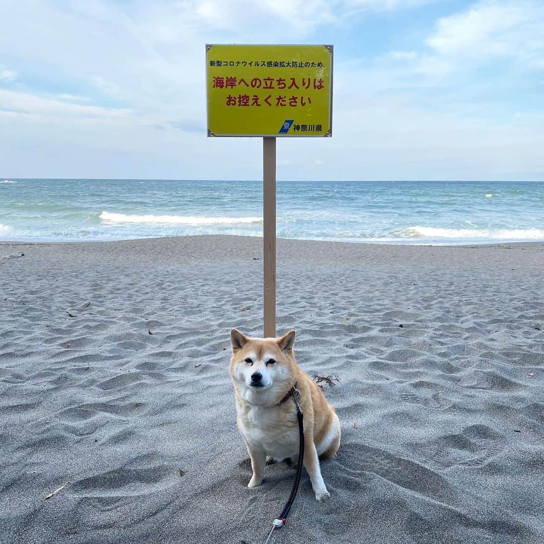 マル子のインスタグラム：「おはよー！  GWですが葉山の海は立入禁止です！  #マル子 もガマンします #stayhome  #医療従事者に感謝  #がんばろう」