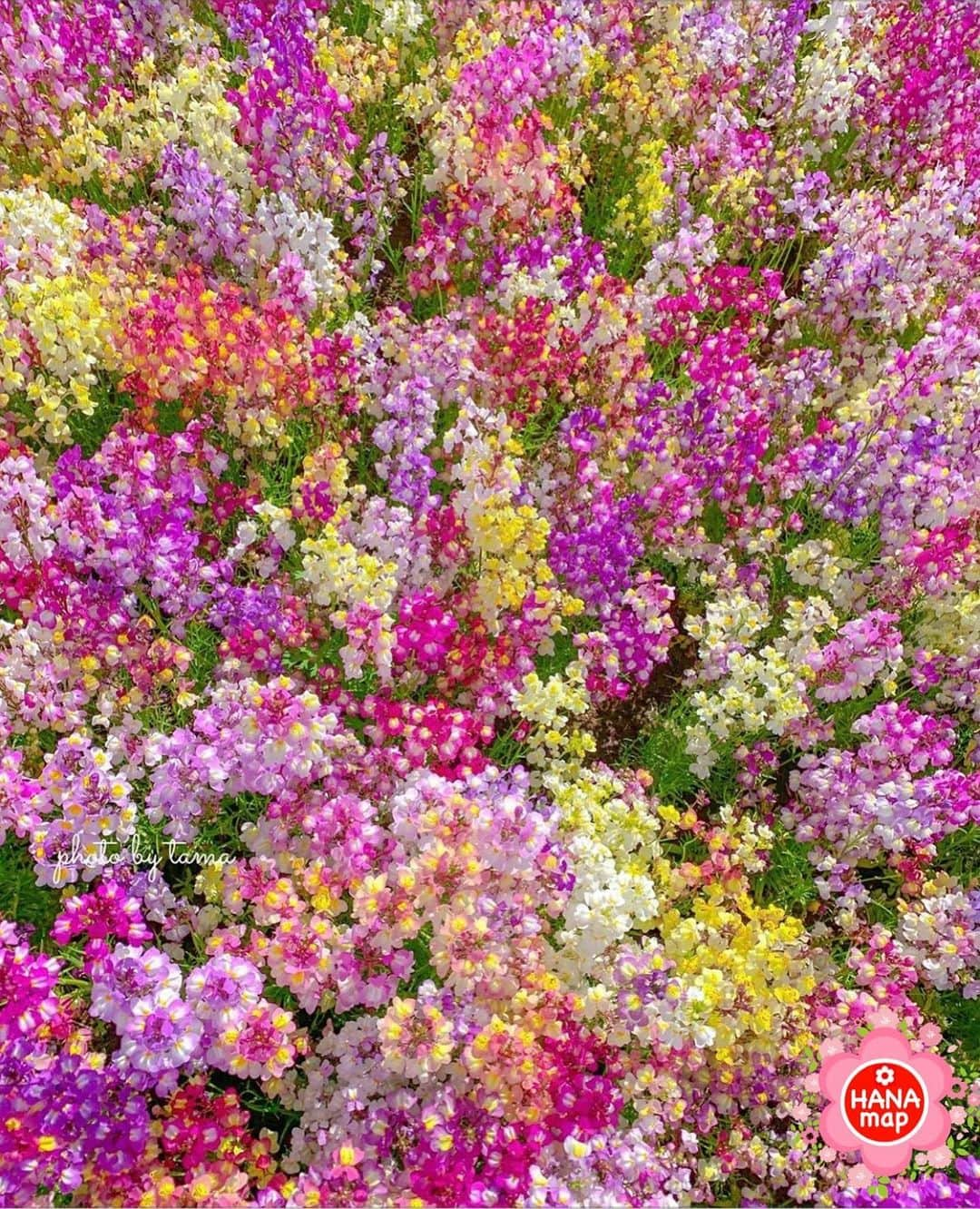 はなまっぷ❁日本の花風景のインスタグラム