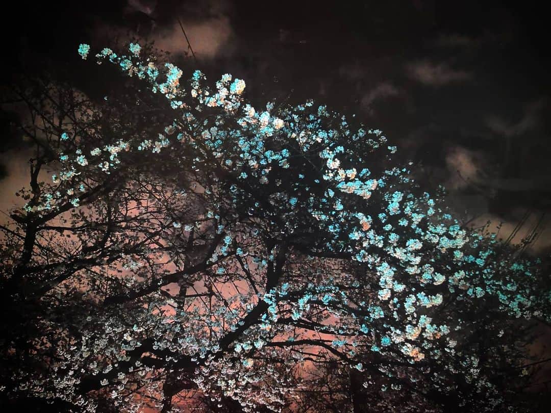 大塚咲さんのインスタグラム写真 - (大塚咲Instagram)「青い桜。  来年は花見したいね。」4月25日 23時00分 - otsukasaki_
