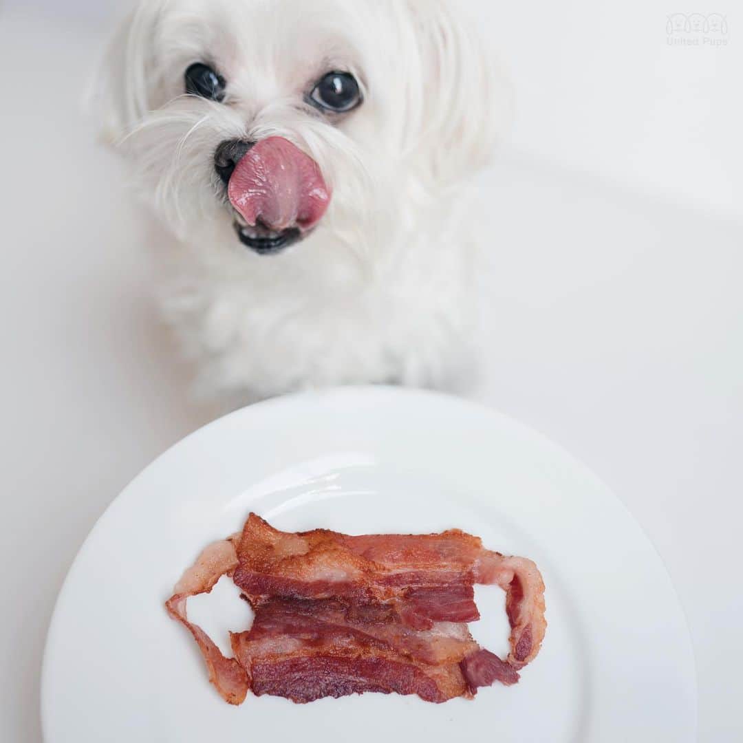 hi.arodのインスタグラム：「For some reason, I keep running out of masks 😚 ・・・ #mymask#homemademask#masks#maskforface#facialmasks#maskfashion#maskstyle#diymask#instamask#bacon#baconbacon#baconbaconbacon#quarantinecooking#coronacooking#quarantinefood #baconmask#baconlover#baconlove#baconislife#itsbacon#bacondog#ilovebacon#yummy😋😋#yummyinmytummy#yummyfood😋#maltese#malteseofinstagram#malteselovers#maltesepuppy#malteseofficial」