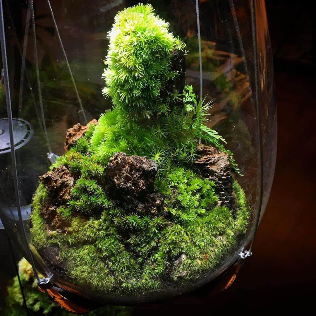 Mosslight-LEDさんのインスタグラム写真 - (Mosslight-LEDInstagram)「#mosslight#モスライト#苔#コケ#mossy#mossa#moss#terrarium #テラリウム#indoorgreen#plants#コケテラリウム#苔テラリウム#mossterrarium#mossarium#照明器具#lightingfixture#コケあかり#LED照明付テラリウム#パルダリウム#paludarium#インドアグリーン#照明デザイン#mosslightled#indoorgreens#インテリアグリーンのある生活」4月25日 23時12分 - mosslight1955