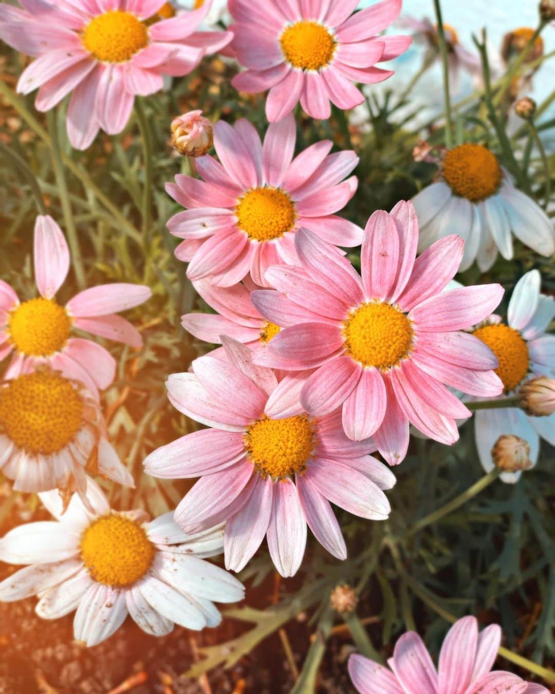 菜々香のインスタグラム：「☀️☁️… 太陽に当たる事はこんなにも 癒されて沢山のパワーを 貰えるんだなぁって 今は余計に思うわね。」