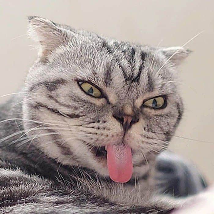 Shishi-maruさんのインスタグラム写真 - (Shishi-maruInstagram)「🐱ねこのきもちWEBMAGAZINE にて、猫エッセイが更新されました。今回はししまるの舌のお話です。アプリ版もありますので是非。 お楽しみください。 【渋ネコししまるさん】#44 ｜ねこのきもちWEB MAGAZINE  https://cat.benesse.ne.jp/lovecat/content/?id=69594 🐱My essay about Shishi-maru is serialized in a weekly magazine:) ーーーーーーーーーーーーー 🌺「渋ネコ ししまるさん」ねこのきもちWEB MAGAZINE にて毎週金曜日エッセイの連載中 ーーーーーーーーーーー 📕「ぷっちねこ。」「3匹のちいさな猫を召喚できたなら」「ちいさな猫を召喚できたなら」徳間書店より単行本発売中 ーーーーーーーーーーー ⭐︎ねこ漫画→@tacos_cat 🌺Twitter →@taco_emonemon ーーーーーーーーーーー」4月25日 23時23分 - emonemon