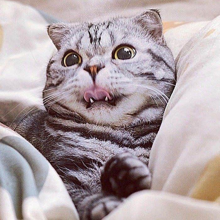 Shishi-maruのインスタグラム：「🐱ねこのきもちWEBMAGAZINE にて、猫エッセイが更新されました。今回はししまるの舌のお話です。アプリ版もありますので是非。 お楽しみください。 【渋ネコししまるさん】#44 ｜ねこのきもちWEB MAGAZINE  https://cat.benesse.ne.jp/lovecat/content/?id=69594 🐱My essay about Shishi-maru is serialized in a weekly magazine:) ーーーーーーーーーーーーー 🌺「渋ネコ ししまるさん」ねこのきもちWEB MAGAZINE にて毎週金曜日エッセイの連載中 ーーーーーーーーーーー 📕「ぷっちねこ。」「3匹のちいさな猫を召喚できたなら」「ちいさな猫を召喚できたなら」徳間書店より単行本発売中 ーーーーーーーーーーー ⭐︎ねこ漫画→@tacos_cat 🌺Twitter →@taco_emonemon ーーーーーーーーーーー」