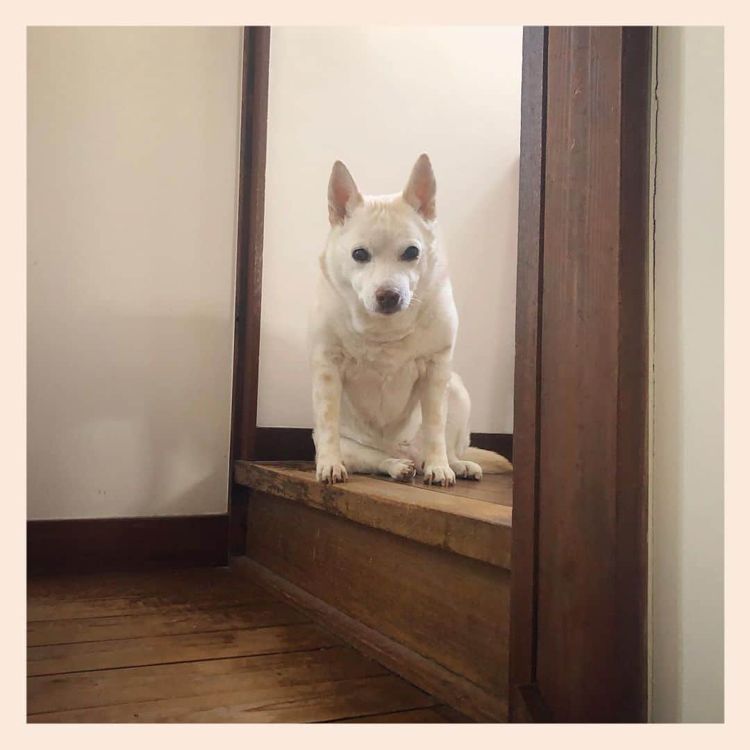 パンといっぴきのインスタグラム：「#元保護犬 #雑種犬 #crossbreed #mixdog」