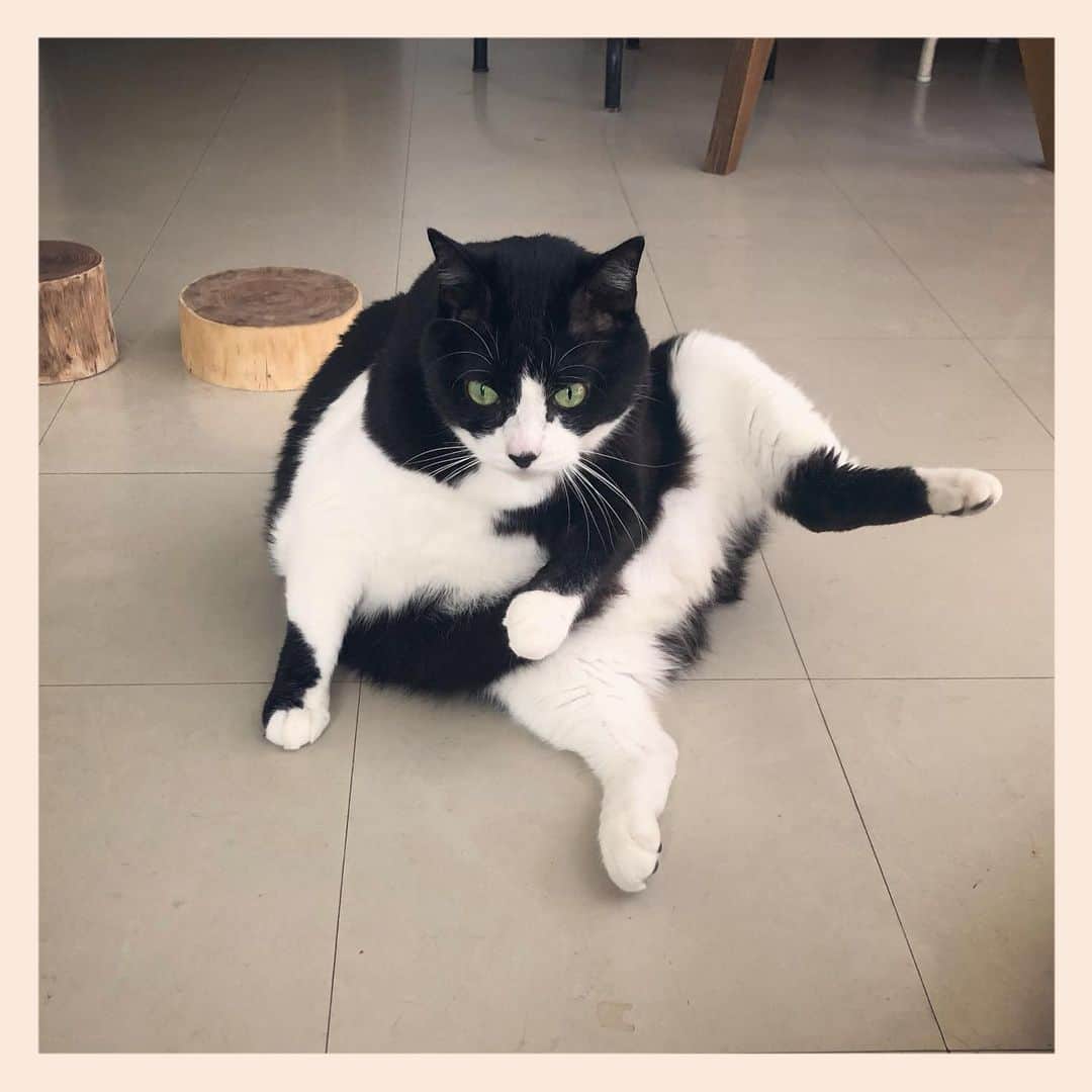パンといっぴきのインスタグラム：「#元保護猫 #ハチワレ #白黒猫 #blackandwhitecat #tuxedocat」