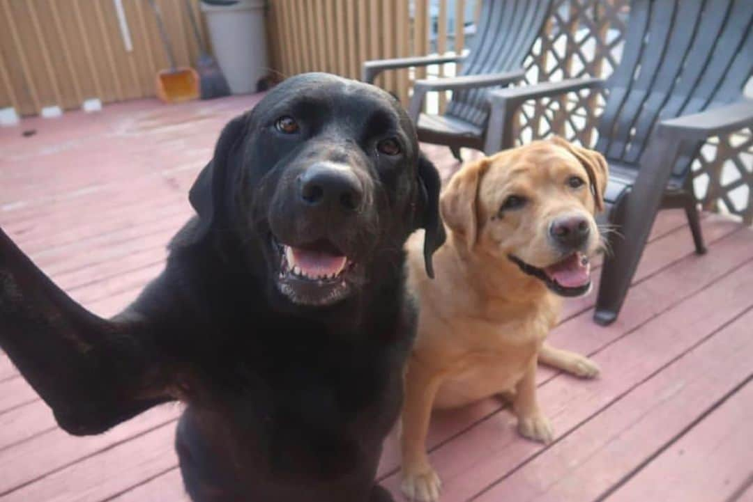 Jake And Gingerさんのインスタグラム写真 - (Jake And GingerInstagram)「Finally NICE outside selfie!!! 😍😍 #doglife #lab #labmix #labrador_lovers_club #labradorablelove #labradorsarebest #juniorthelab #labradorstage #labrador_lovers #labradorclub #labrador__retriever #selfie #selfisolation #selfietime #selfiegram #selfiesaturday #selfielove #selfieofday #selfiedog #selﬁedog #selfie_time」4月26日 0時15分 - jake_n_ginger