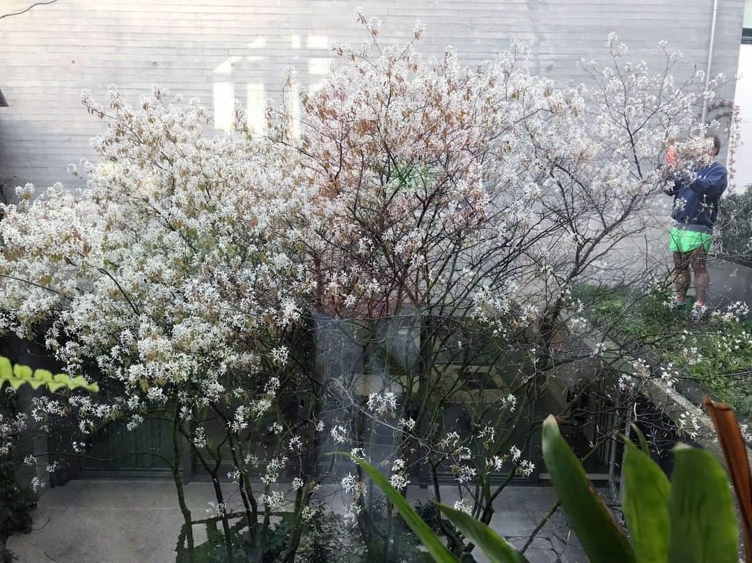Vogueさんのインスタグラム写真 - (VogueInstagram)「“This was taken in my studio garden while looking at the beautiful spring blossoms,” says photographer Juergen Teller, who is currently in London. “Observing nature feels important to me in these slow times: studying the birds, feeling the air get crisper and cleaner. I wanted to take this self-portrait from farther away to reflect social distancing and not as a close-up or more conventional and straightforward portrait.” Tap the link in our bio to see more #VoguePostcardsfromHome from our special June/July issue, where we asked designers, photographers, artists, editors, models (and a few celebrities we love)—to show us what their lives have looked like these past weeks.」4月26日 0時30分 - voguemagazine