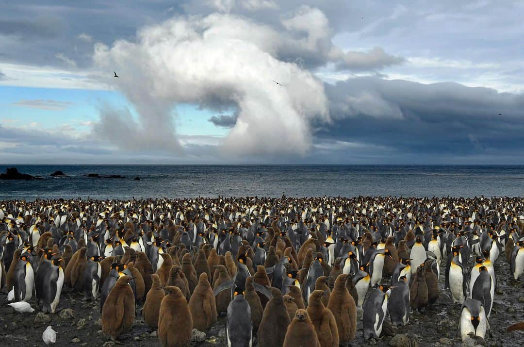 Thomas Peschakさんのインスタグラム写真 - (Thomas PeschakInstagram)「I am taking a break from my ‘Animals being crap at social distancing series’ to celebrate World Penguin Day with a gallery of these unique flightless seabirds. Over the years I have been fortunate to spend time and photograph six different species: African (Pic 1), Macaroni (Pic 2), Rockhopper (Pic 3), King ( Pic 4), Humboldt ( Pic 5) and Galápagos penguins. #worldpenguinday #penguins」4月26日 0時31分 - thomaspeschak